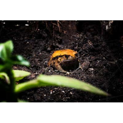 Sapo tomate - Dyscophus Guineti 